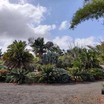 Jungle Jack's Palms, Plumerias & More - Entrance. - Nurseries & Gardening Near Me - Vista, California Jungle Jack's Palms, Plumerias & More - Entrance. - Nurseries & Gardening Near Me - Vista, California