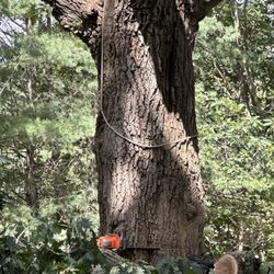 T&H Tree Service