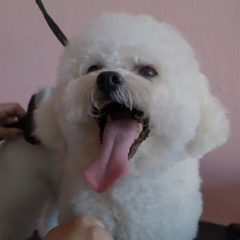 Pooch Bar Dog Grooming - Pet Groomers Near Me - El Cajon, California Pooch Bar Dog Grooming - Pet Groomers Near Me - El Cajon, California