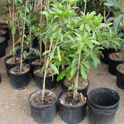 Queen Creek Tropicals Plant Nursery - Mangos