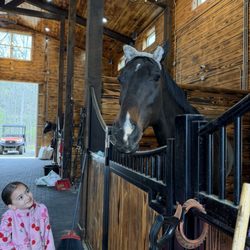 Even our largest horses love goofing around with the children