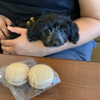 Rooftop Macarons - Pepper really wants to try the churro macarons! - Macarons Near Me - Sacramento, California Rooftop Macarons - Pepper really wants to try the churro macarons! - Macarons Near Me - Sacramento, California