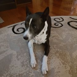 Greenwood Pet Camp