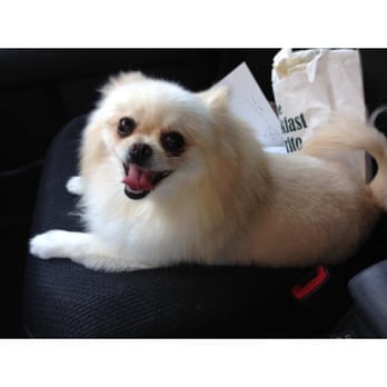 Candies Pet Grooming - Pet Groomers Near Me Candies Pet Grooming - Pet Groomers Near Me