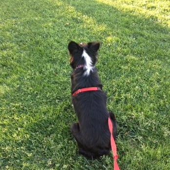 Lindsey's Waggin' Tails Pet Training - Kiwi at her 1st training session with Lindsey. We both had a great time and learned a lot. - Pet Training Near Me - Simi Valley, California Lindsey's Waggin' Tails Pet Training - Kiwi at her 1st training session with Lindsey. We both had a great time and learned a lot. - Pet Training Near Me - Simi Valley, California