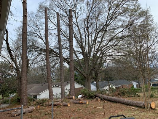COX TREE REMOVAL - Jackson, Tennessee - Tree Services - Phone Number - Yelp