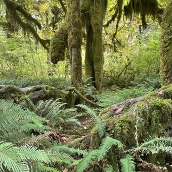 Hoh Rainforest - Such pretty greenery - Hiking Near Me - Forks, Washington Hoh Rainforest - Such pretty greenery - Hiking Near Me - Forks, Washington