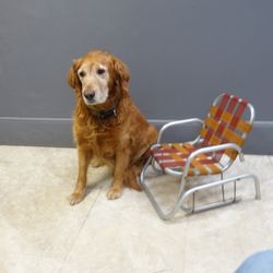 Antiques On Hanover Street - Ali is always around to greet you