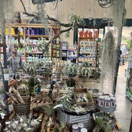 Air plants Air plants