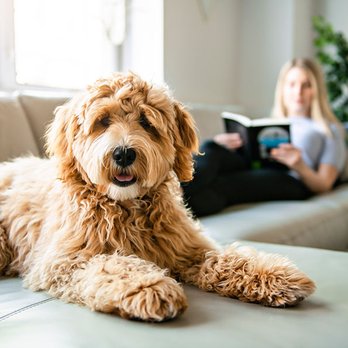 Happy At Home Pet Sitting - Pet Sitting Near Me Happy At Home Pet Sitting - Pet Sitting Near Me