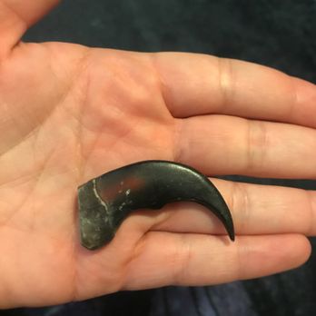 Evangeline's - Dinosaur claw - Toy Stores Near Me - Sacramento, California Evangeline's - Dinosaur claw - Toy Stores Near Me - Sacramento, California