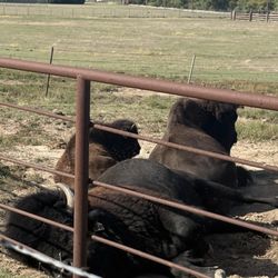 frontier historical park - Large male Bison/Buffalo