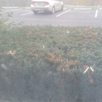 Motel 6 - View out the window...with cigarette butts, a fork, and food scraps? - Hotels Near Me - Drums, Pennsylvania