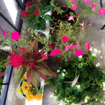 Clegg's Nursery -Siegen Lane - Such lovely flowers from Cleggs. - Nurseries & Gardening Near Me - Baton Rouge, Louisiana