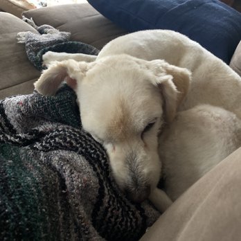 The Pet Set - B-Vo looking comfy cozy after the spa visit - Pet Sitting Near Me - Long Beach, California