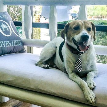 Lisa's Doghouse - My baby boy after a spa day! - Pet Groomers Near Me - Mesa, Arizona