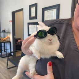Daisy Rey with her cool protective glasses after anti-inflammatory laser treatment. Daisy Rey with her cool protective glasses after anti-inflammatory laser treatment.