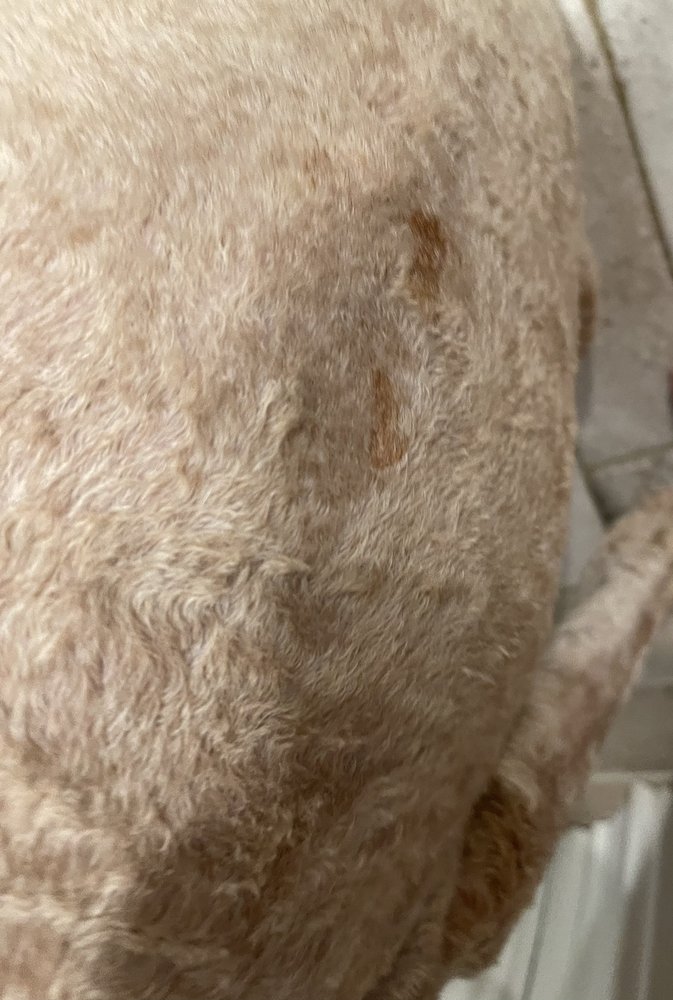 DOG SPA Updated August 2024 418 Scuffletown Rd, Simpsonville, South