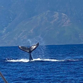 Sea Maui - Boat Charters Near Me - Lahaina, Hawaii Sea Maui - Boat Charters Near Me - Lahaina, Hawaii
