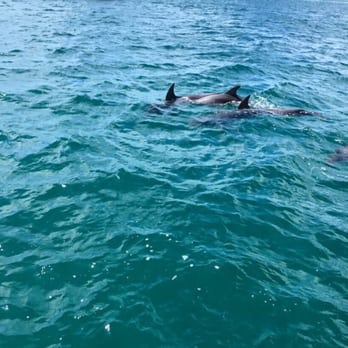 Moonraker Dolphin Swims - Boating Near Me - Sorrento, VIC