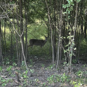 Brookfield Woods - A deer is positioned in the center of a wooded area, surrounded by numerous thin tree trunks and leafy bushes. The ground is covered with grass, small plants, and some fallen leaves. Sunlight filters through the canopy, illuminating parts of the scene. The deer appears alert, with its head turned slightly to the side, amidst natural forest vegetation. - Parks Near Me - Brookfield, Illinois