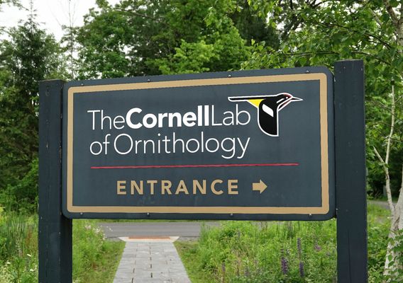 Cornell Lab of Ornithology by null