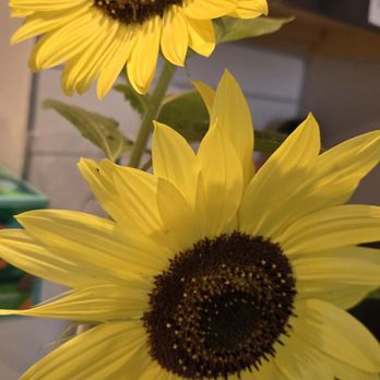 Fishers AgriPark - Beautiful sunflowers - Farms Near Me - Fishers, Indiana
