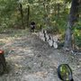 Immediate Tree Services