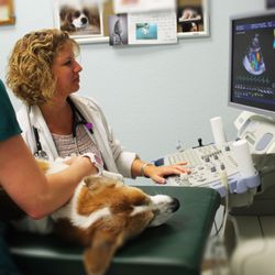 Southwest Florida Veterinary Specialists