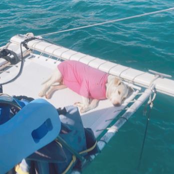 Oahu Catamarans - Sushi, the dog and boating pro. - Boat Charters Near Me - Honolulu, Hawaii Oahu Catamarans - Sushi, the dog and boating pro. - Boat Charters Near Me - Honolulu, Hawaii