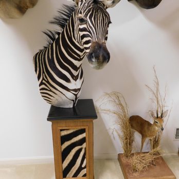Barry Shertzer's Taxidermy - Barry Shertzer's Taxidermy - - Taxidermy Near Me - Lititz, Pennsylvania Barry Shertzer's Taxidermy - Barry Shertzer's Taxidermy - - Taxidermy Near Me - Lititz, Pennsylvania