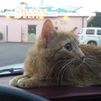 Donuts Delite - She spotted a bug - Donuts Near Me - Rochester, New York
