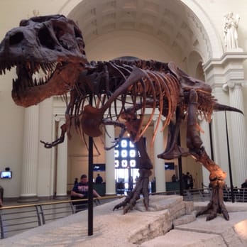 Field Museum - Sue the Dinosaur - Museums Near Me - Chicago, Illinois Field Museum - Sue the Dinosaur - Museums Near Me - Chicago, Illinois