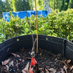 Burnt Ridge Nursery & Orchards - Tree # 1