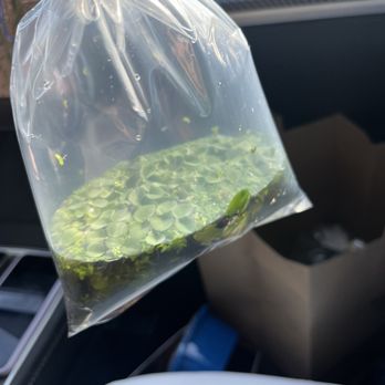 Ocean's Tropical Fish - floating plants - Local Fish Stores Near Me - Mission Viejo, California Ocean's Tropical Fish - floating plants - Local Fish Stores Near Me - Mission Viejo, California