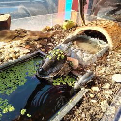 Ye Olde Cobbler Shoppe - Stan Lee our resident painter turtle, hayfrick and hayfrack our baby bearded dragons in their pond/terranium