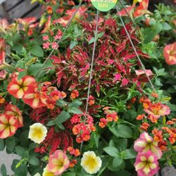 Motman's Greenhouses