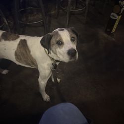 LW's Livery Stable - Allie the dog.