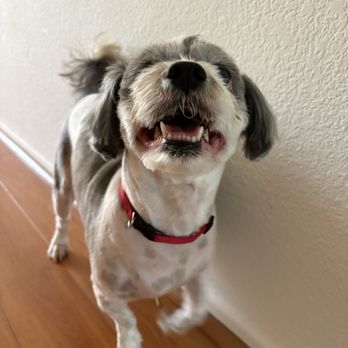 Puppy & I - Summer cut - Pet Groomers Near Me - Los Angeles, California Puppy & I - Summer cut - Pet Groomers Near Me - Los Angeles, California