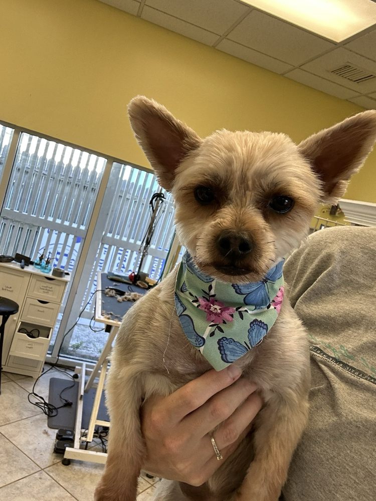 Village Pet Inn Image