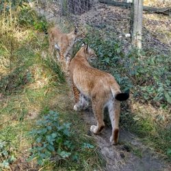 Wildpark Johannismühle