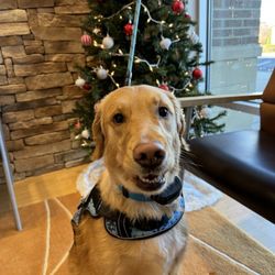 Sunrise Dental - Service dog at sunrise dental