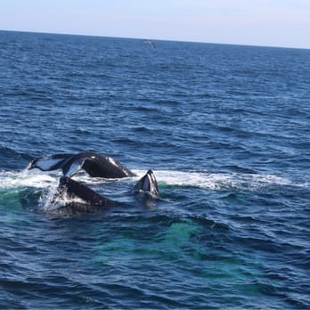 Dolphin Fleet - Whales were feeding when we were at Stellwagen Bank Sanctuary with Doplhin Fleet. - Boat Charters Near Me - Provincetown, Massachusetts Dolphin Fleet - Whales were feeding when we were at Stellwagen Bank Sanctuary with Doplhin Fleet. - Boat Charters Near Me - Provincetown, Massachusetts