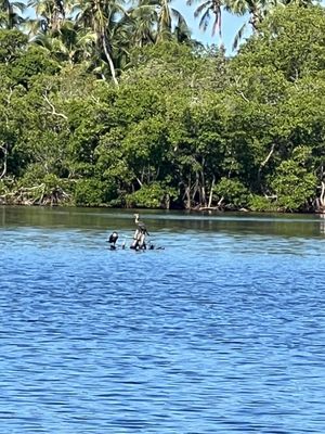 Rising Tide Explorers by null