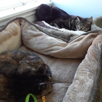 Homeless Cat Network - Our senior cats (Lovey, Mama and Toni) - Animal Shelters Near Me Homeless Cat Network - Our senior cats (Lovey, Mama and Toni) - Animal Shelters Near Me