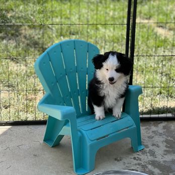River Springs Aussies - Pet Breeders Near Me River Springs Aussies - Pet Breeders Near Me