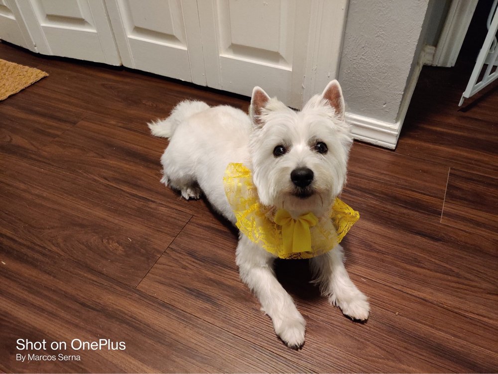 ALL PAWS MOBILE GROOMING Updated September 2024 41 Photos & 10