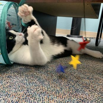 The Cozy Catfe - Princess Penelope playing - Pet Adoption Near Me - Arlington, Texas The Cozy Catfe - Princess Penelope playing - Pet Adoption Near Me - Arlington, Texas