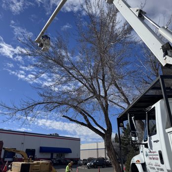 Joe Benigno's Tree Service - Tree Trimming & Pruning - Tree Services Near Me - Gardnerville, Nevada Joe Benigno's Tree Service - Tree Trimming & Pruning - Tree Services Near Me - Gardnerville, Nevada