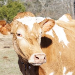 Meet one of our golden beauties!